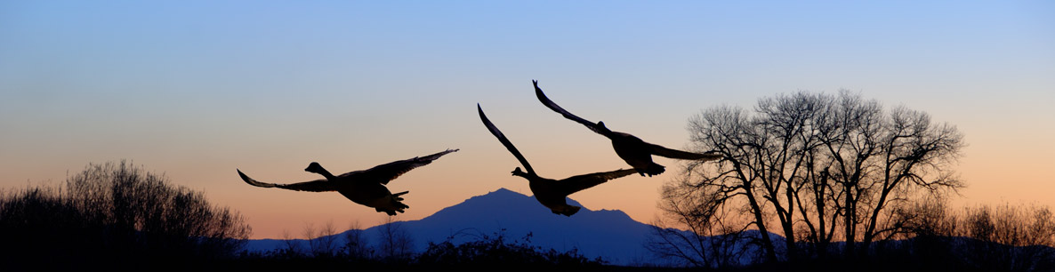 geese flying over the San Joaquin Delta at sunset