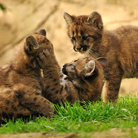 Mountain lion kittens