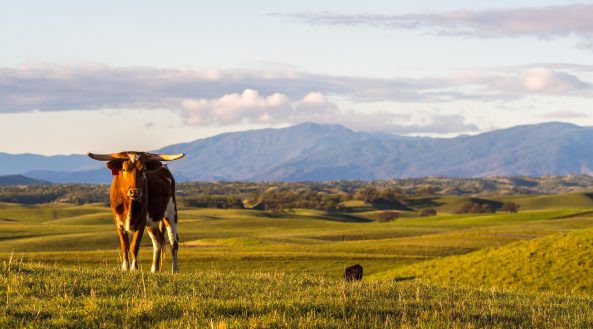 range cattle near Chico