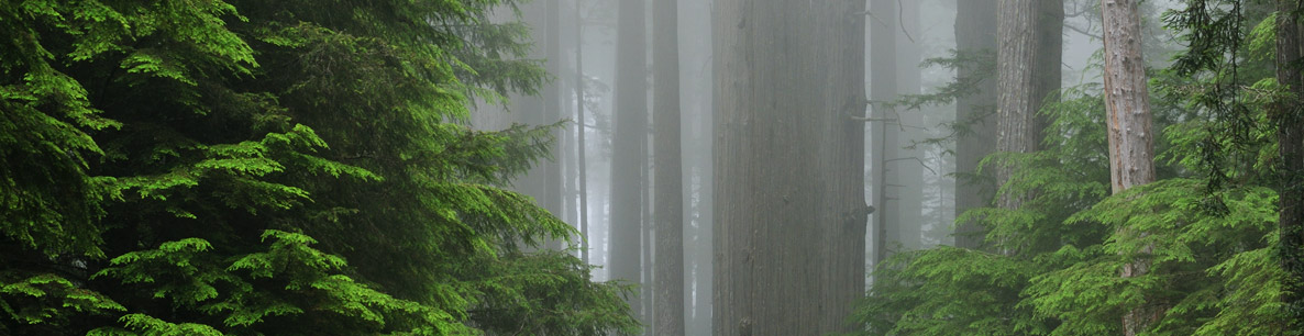 redwood forest at Prairie Creek State Park